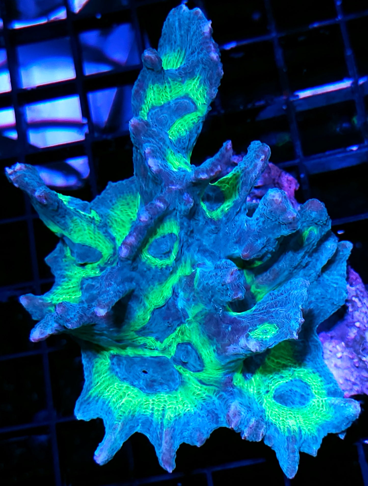 5" Legacy Pectinia Colony