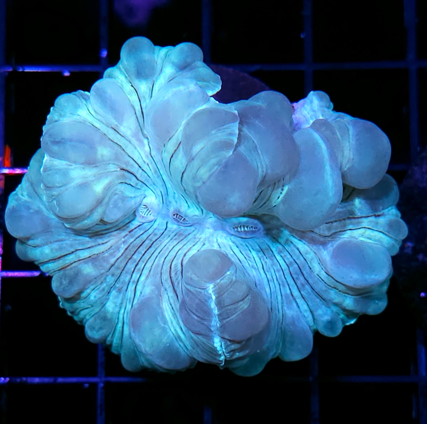 Foxtrot Fox Coral