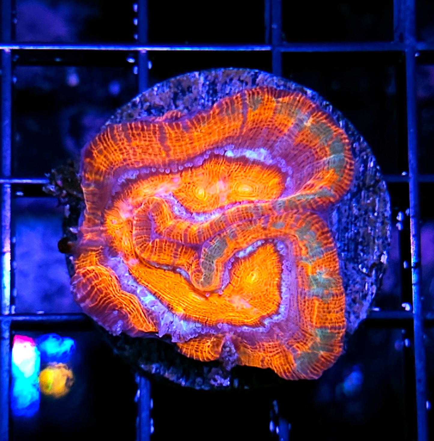 Trip Theory Symphyllia Wilsoni