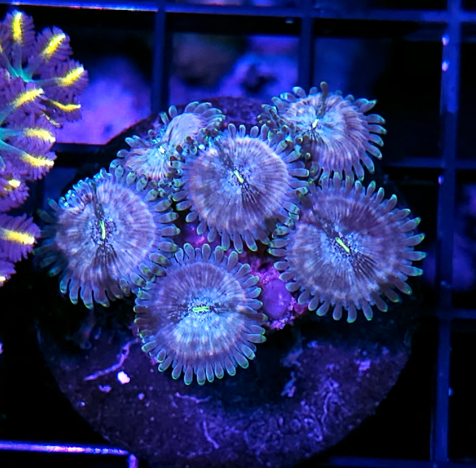 Hawaiian Ding Dang PE Zoas