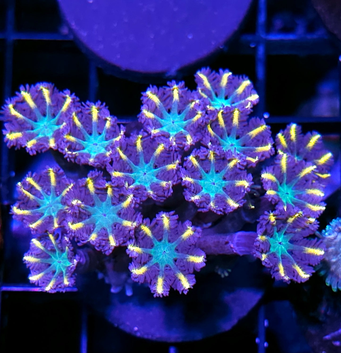 Fireworks Cloves Mini Colony