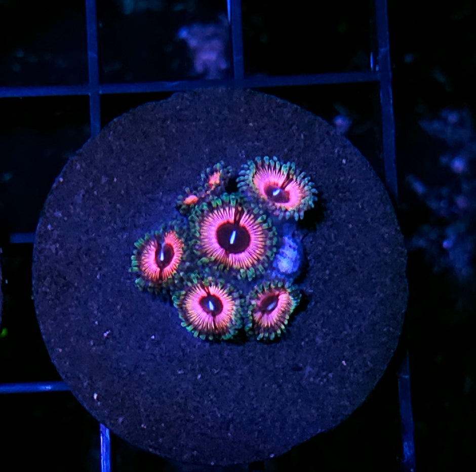 Mary K Zoas