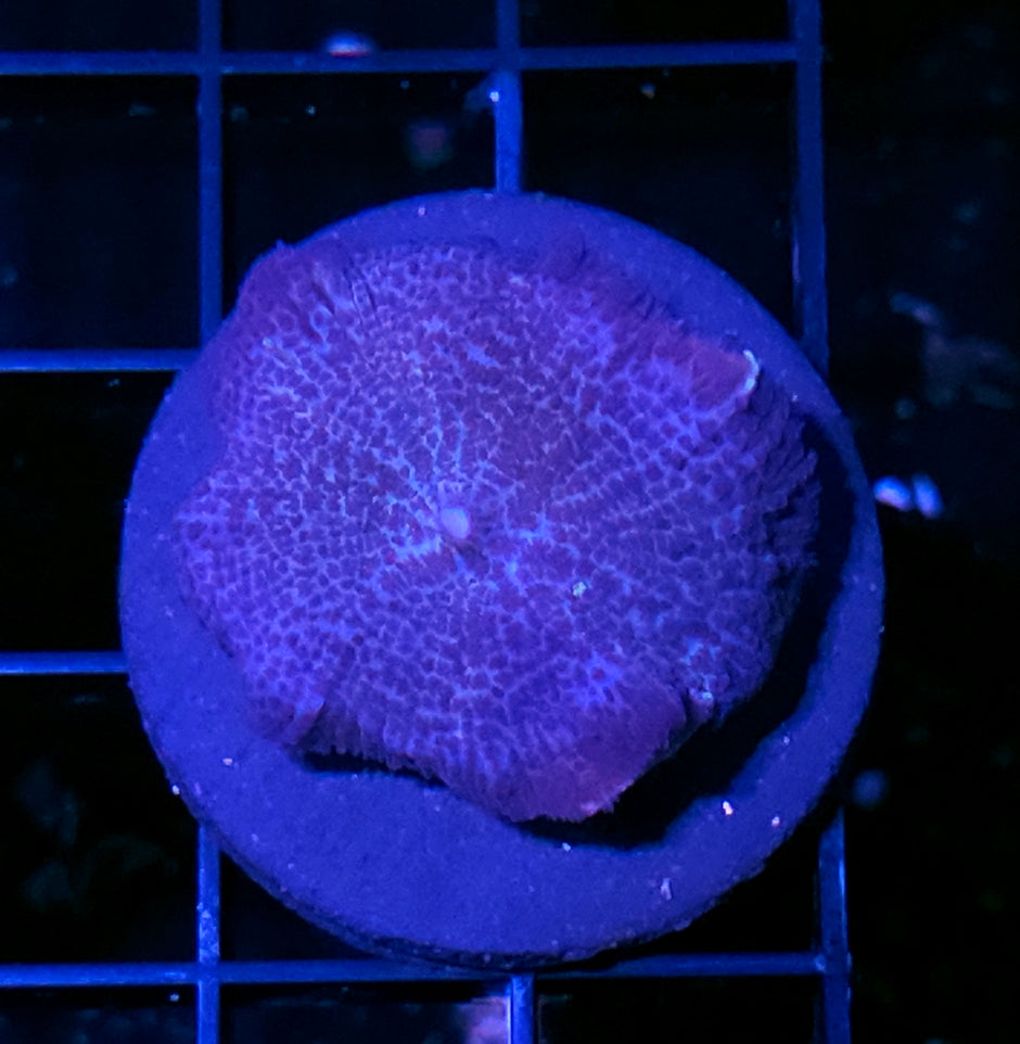 Royal Purple Tonga Mushroom