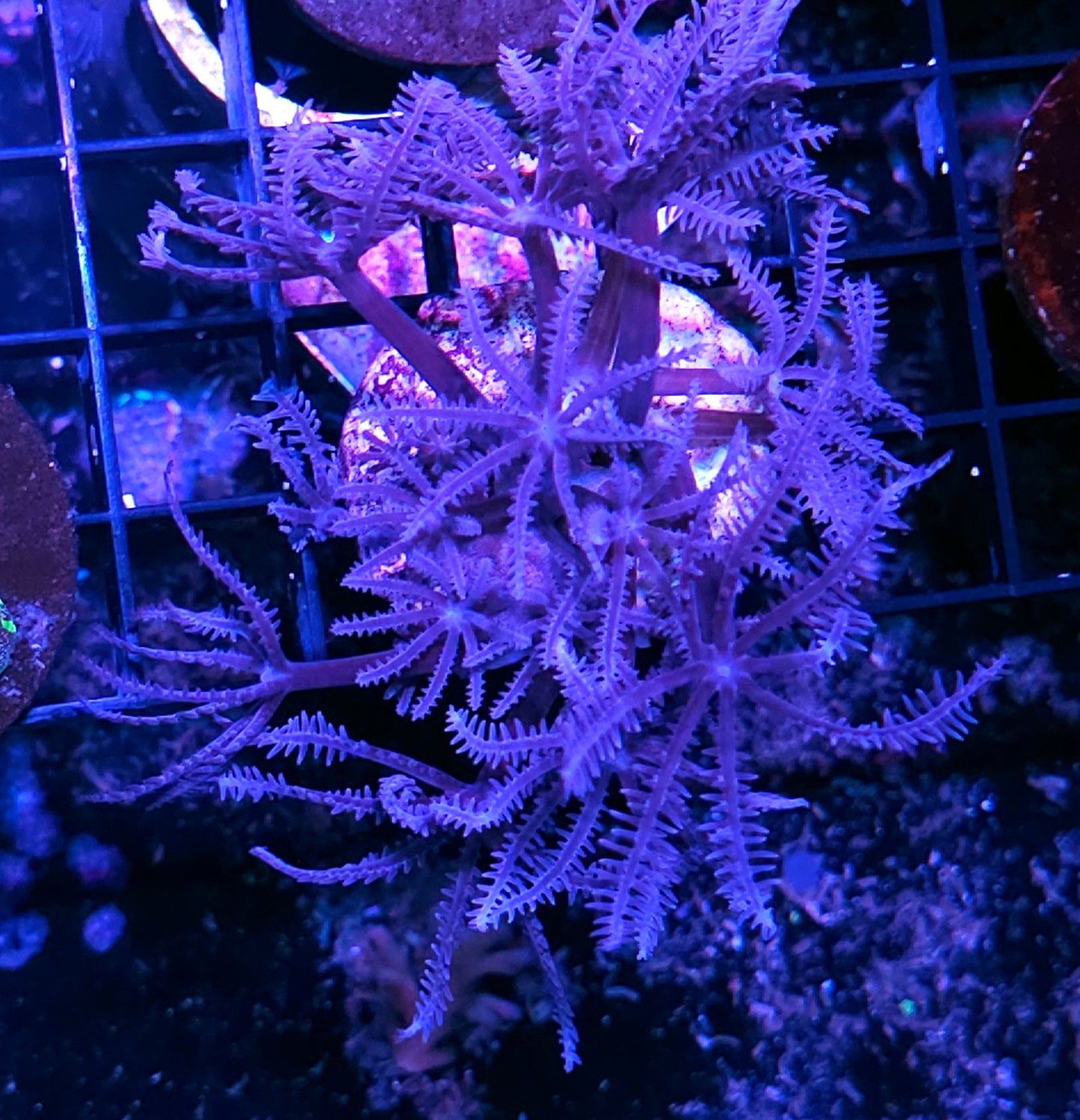 African Blue Waving Hands Colony
