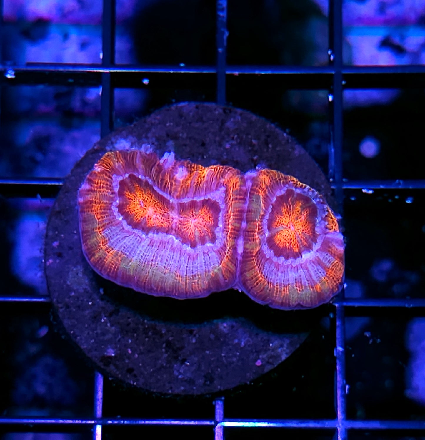Fruit Salad Symphyllia Wilsoni