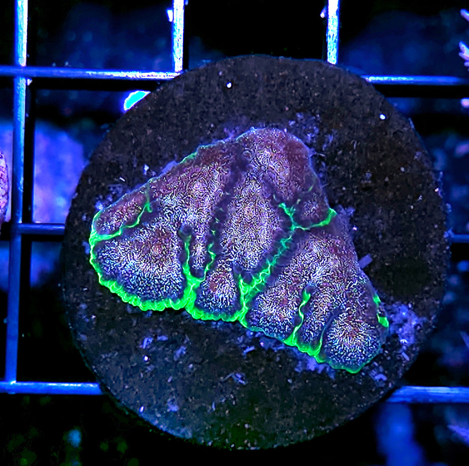 HF Bejeweled Favia