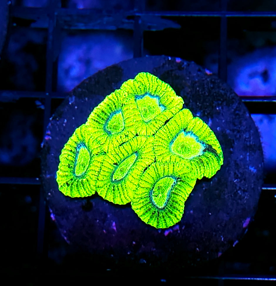 HF Slimeball Micro Favia