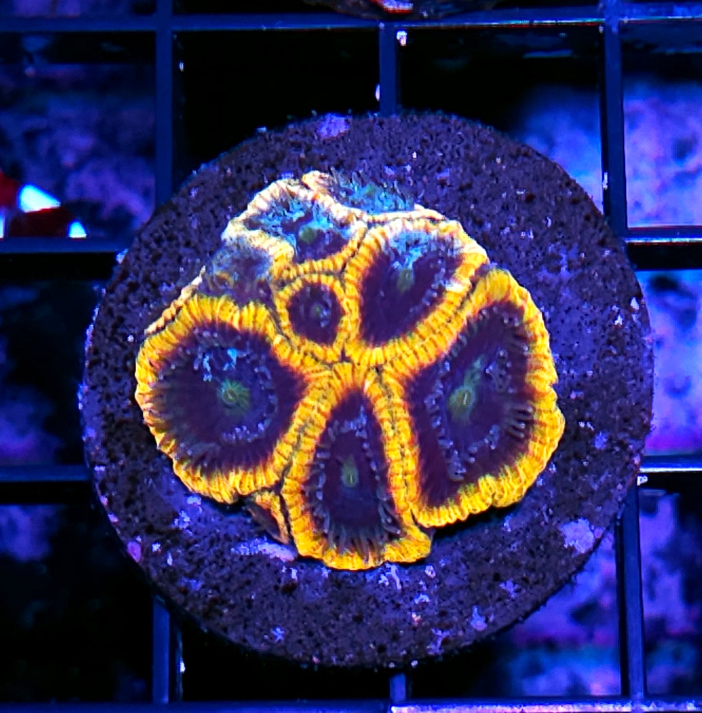 HF Lost Souls Micro Favia