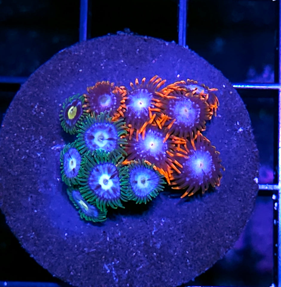 Burning Orchard Zoa Mix