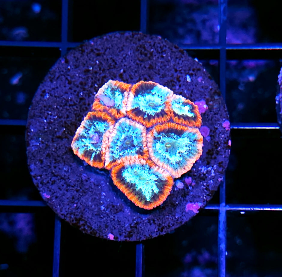 HF Stained Glass Micro Favia