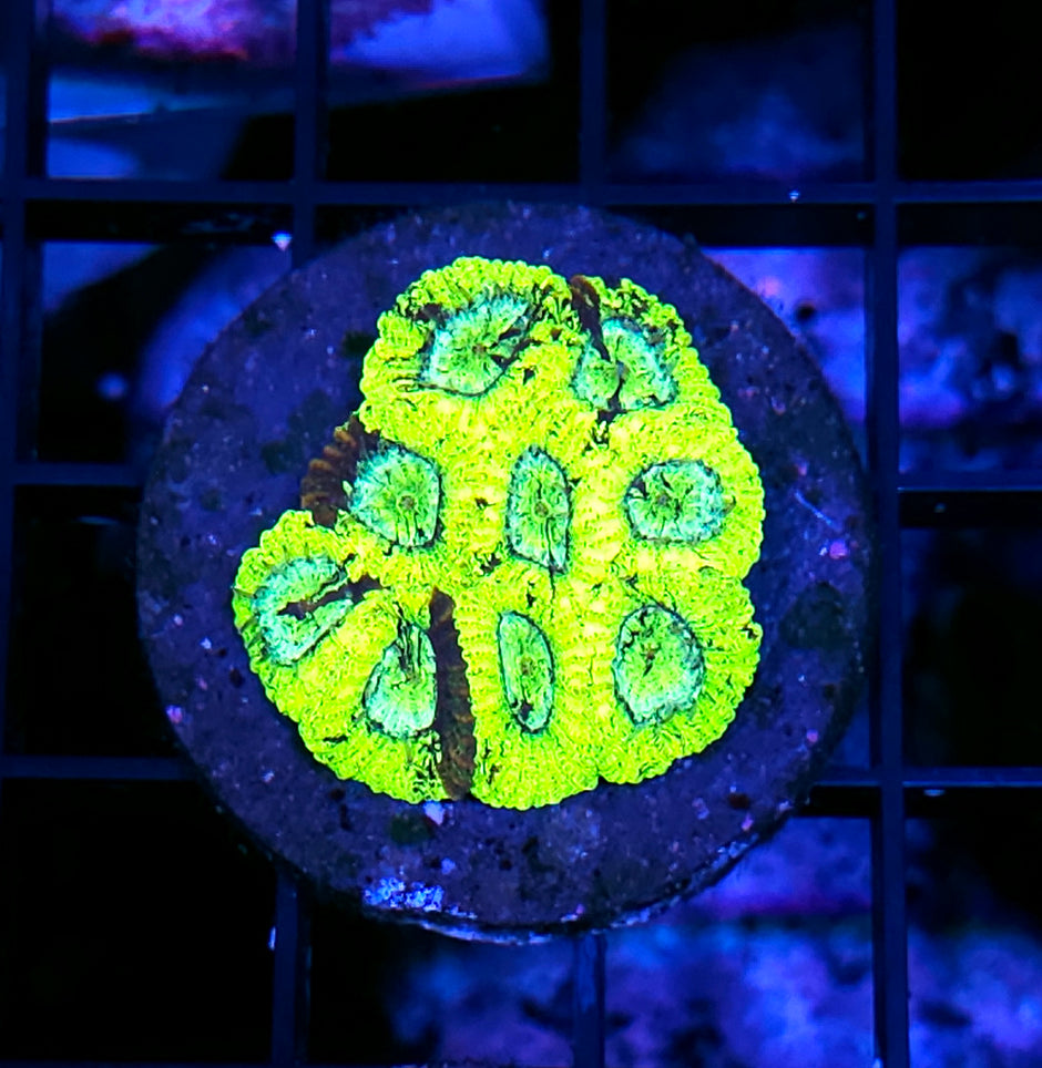 HF Biohazard ☣️ Micro Favia