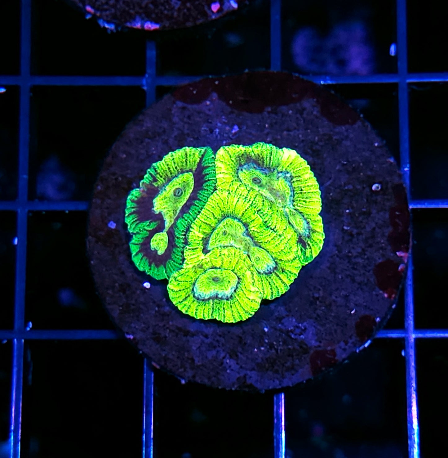 Natural Insane Grafted Micro Favia