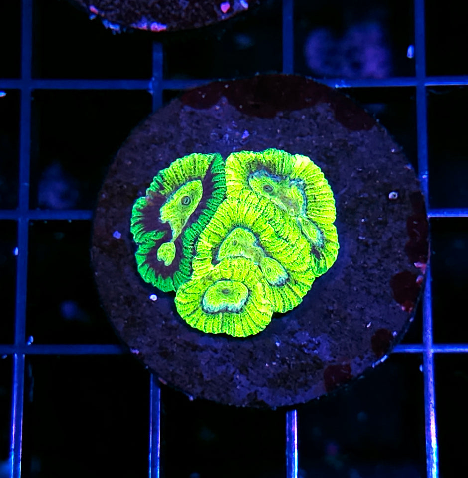 Natural Insane Grafted Micro Favia