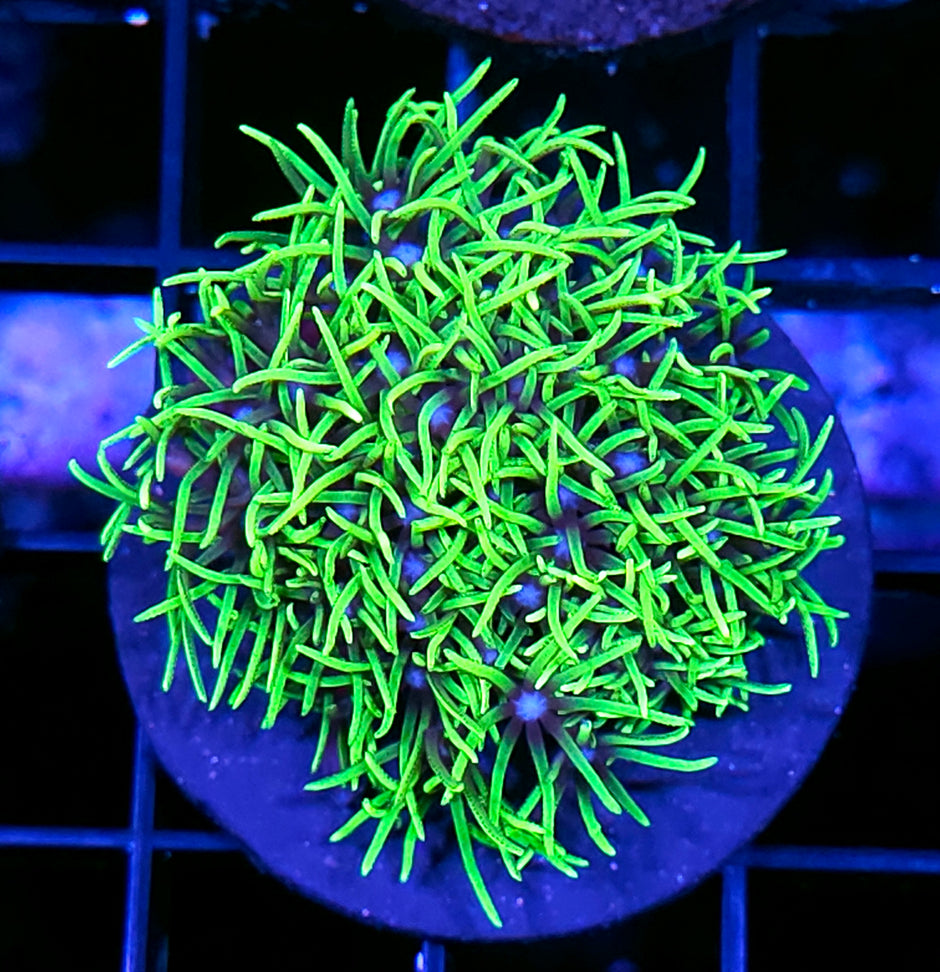 Plutonium GSP