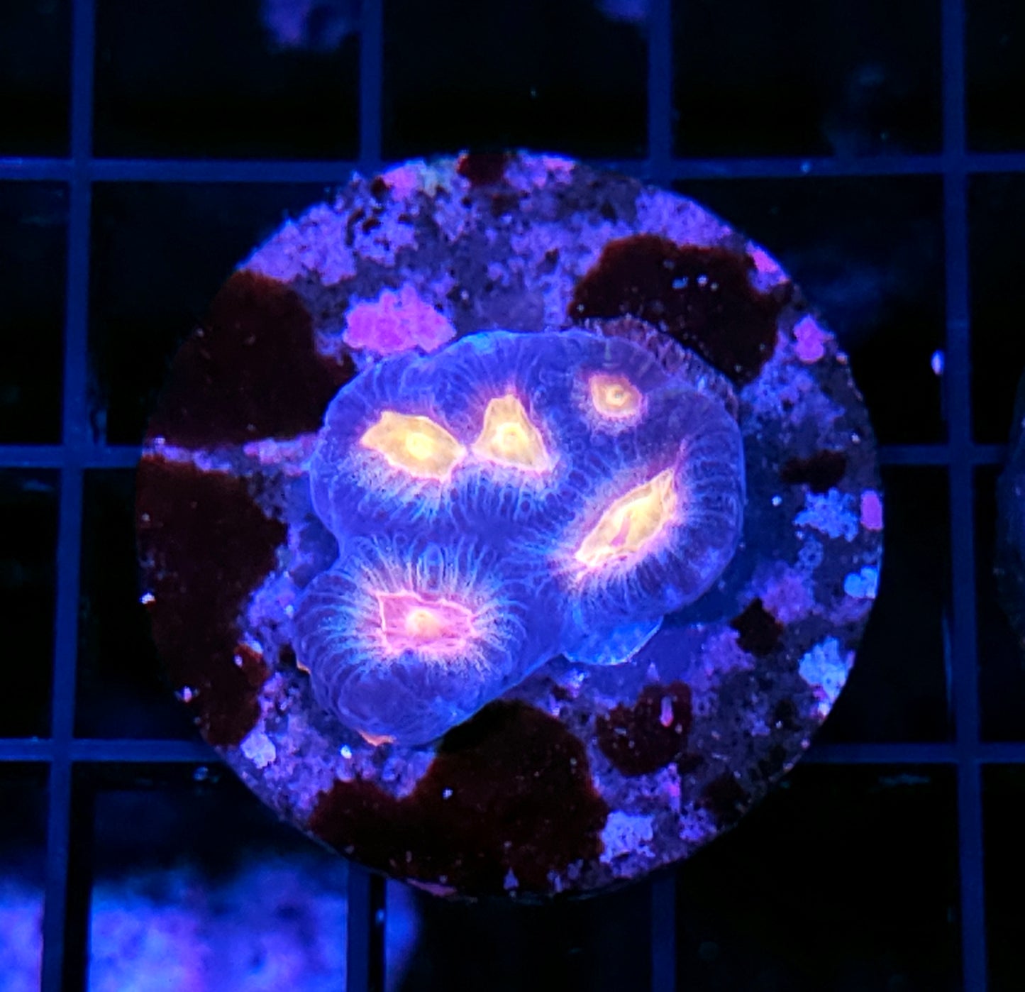 HF Tear Jerker Acan Echinata