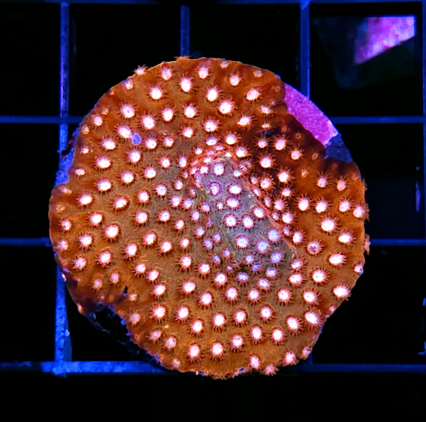 HF Baberaham Lincoln Cyphastrea Colony