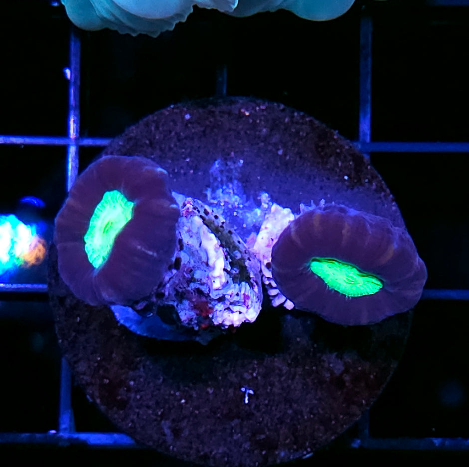 Toxic Eye Candy Cane