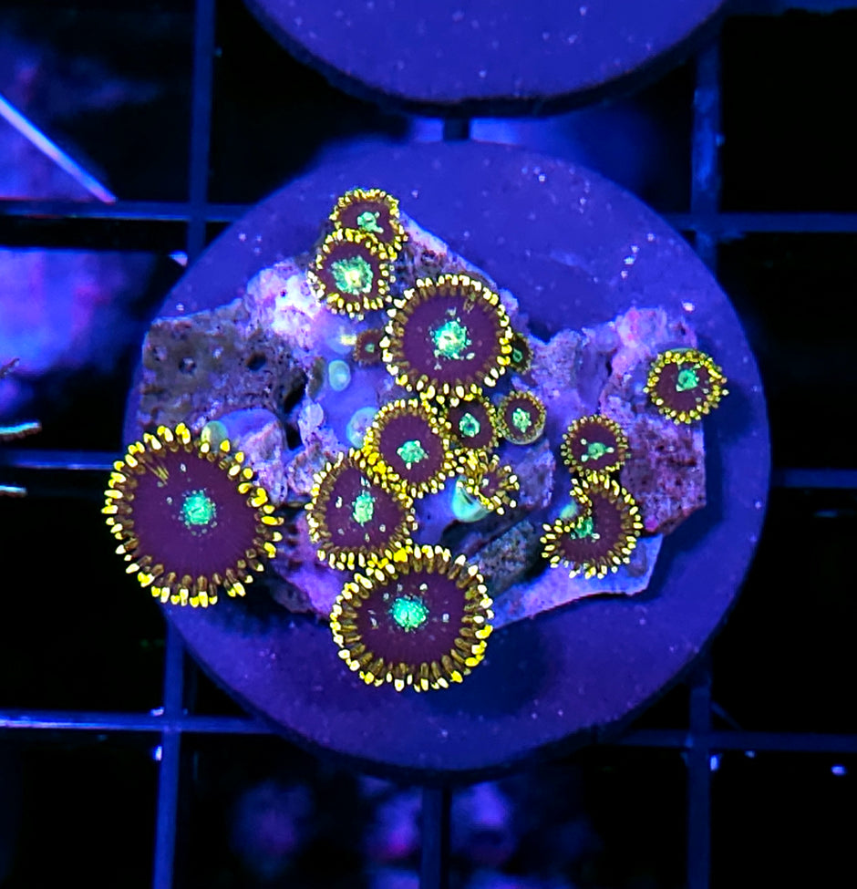 HF Outter Orbits Zoas