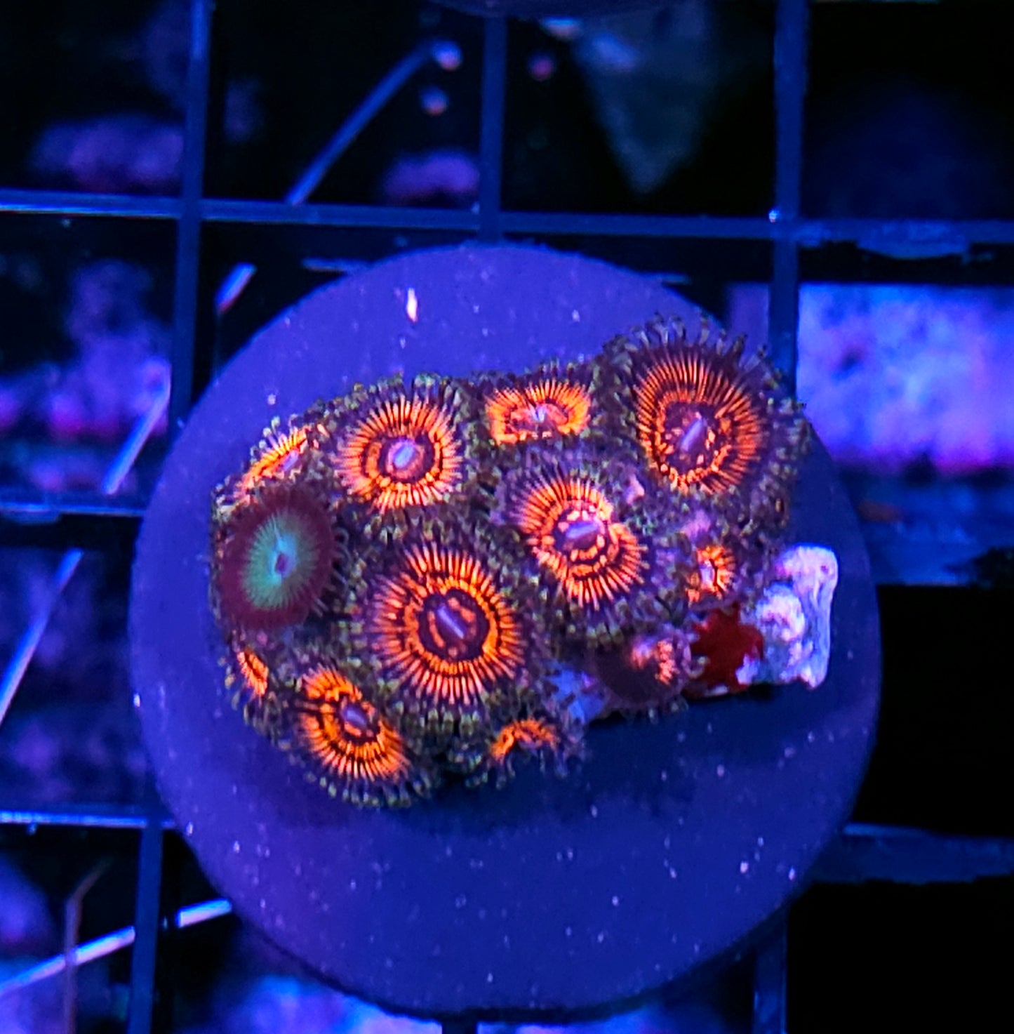 God of War Zoas