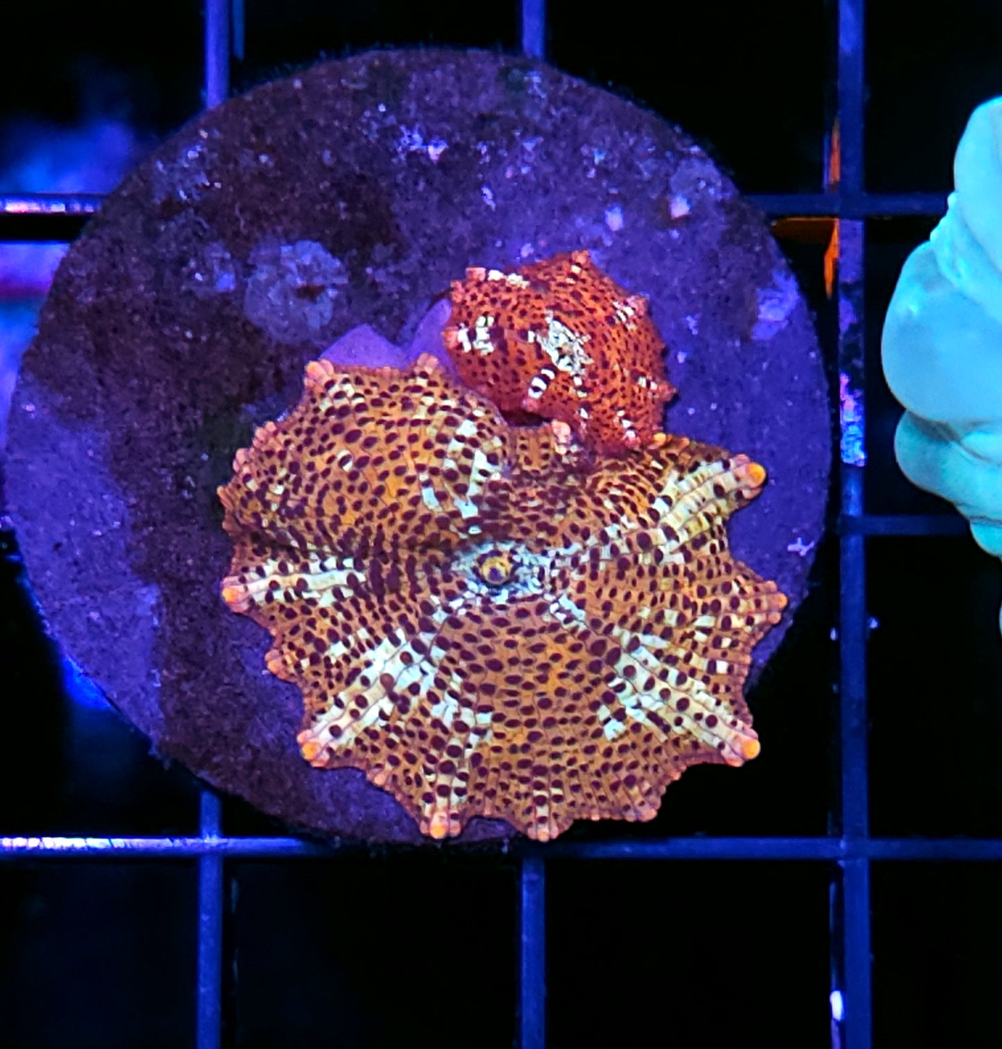 Cheetah Mushrooms
