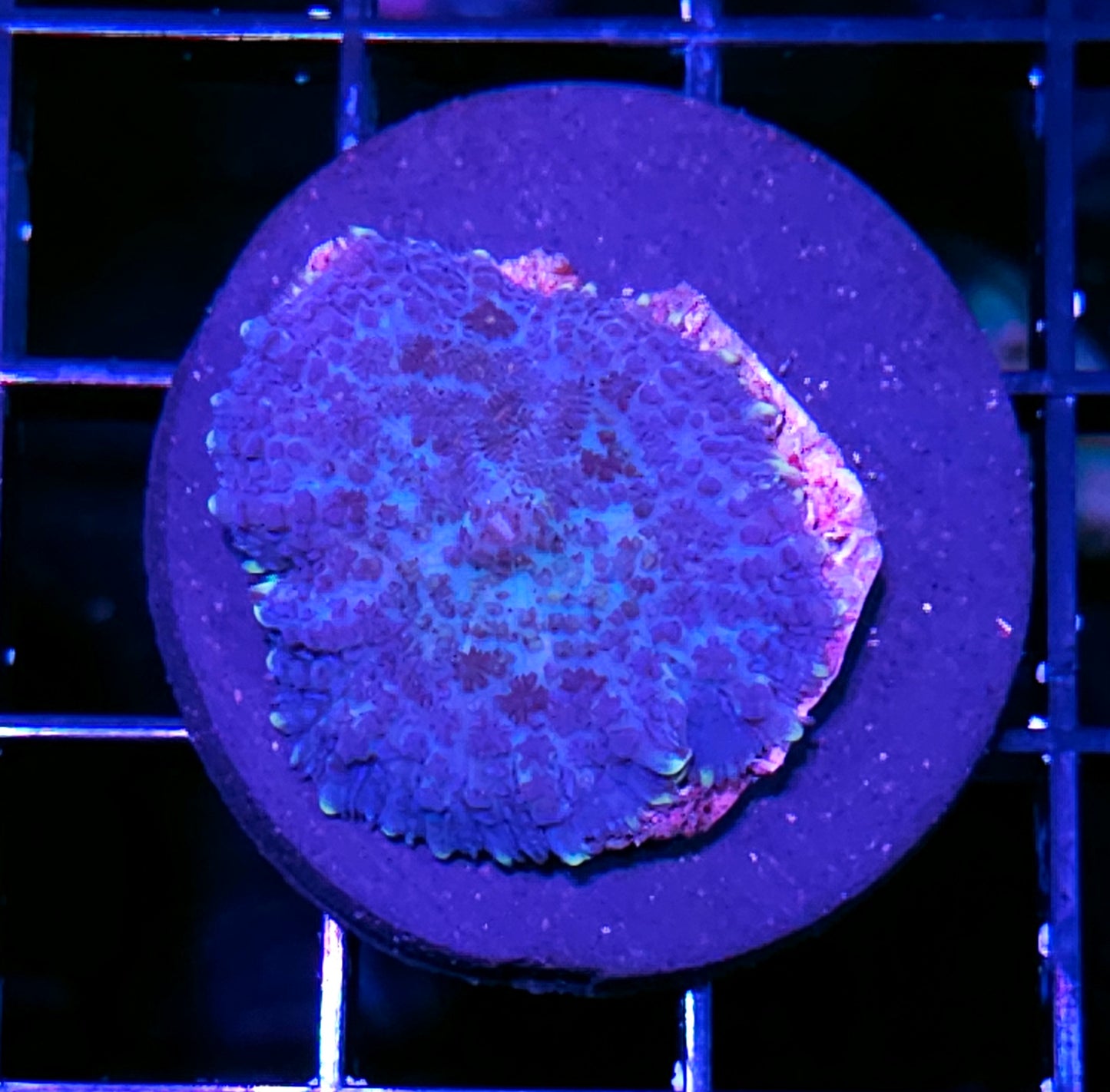 Blue Suede Tonga Mushroom