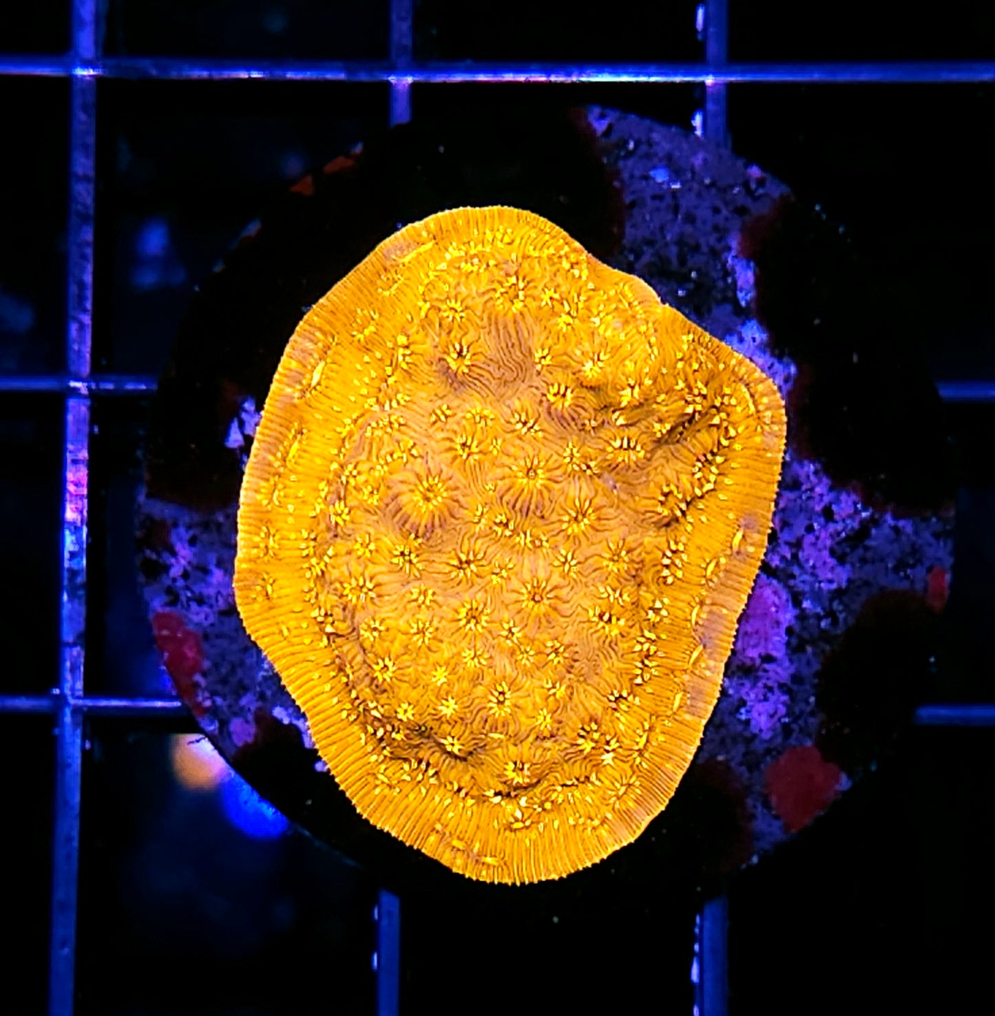 24kt Pavona Cactus