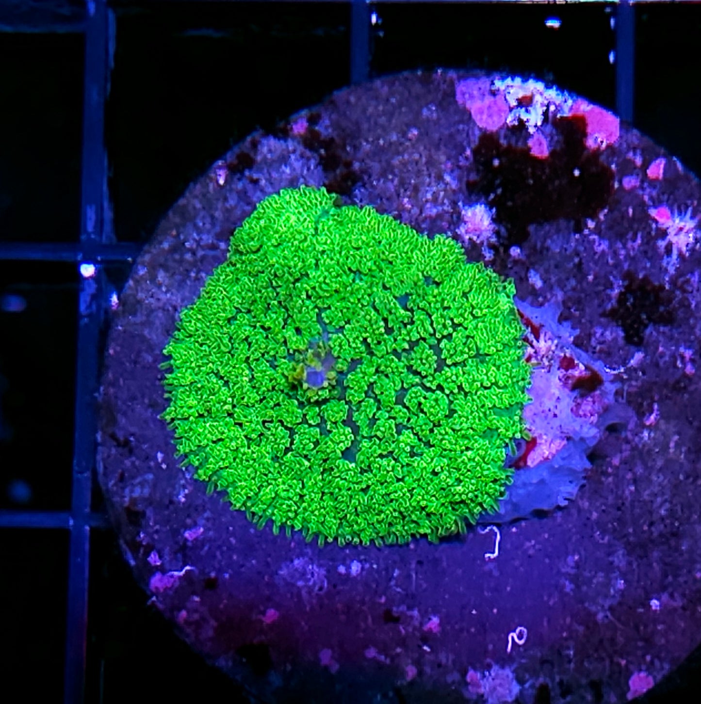 Kryptonite Gumdrop Mushroom