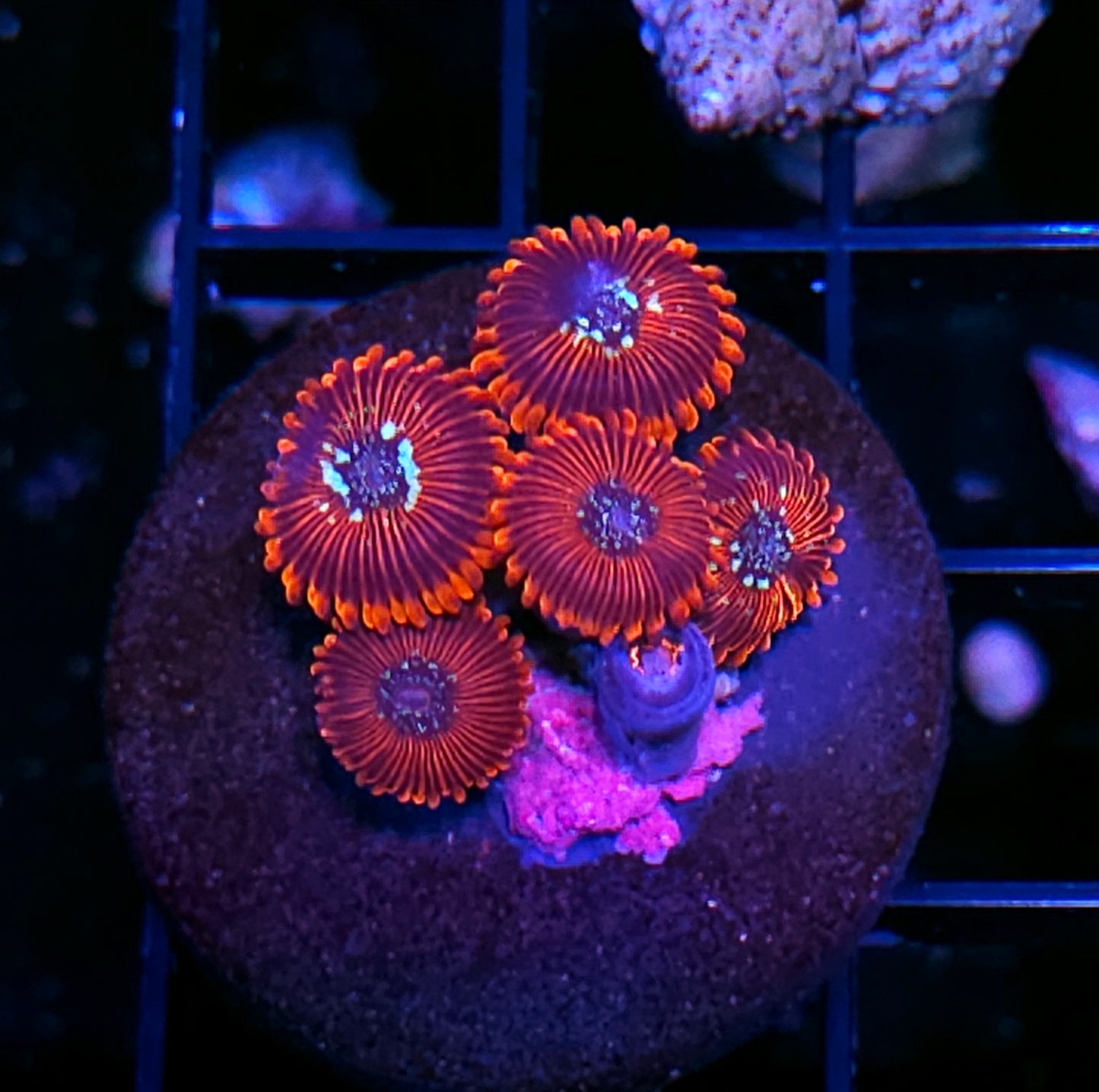 Salted Agave Zoas
