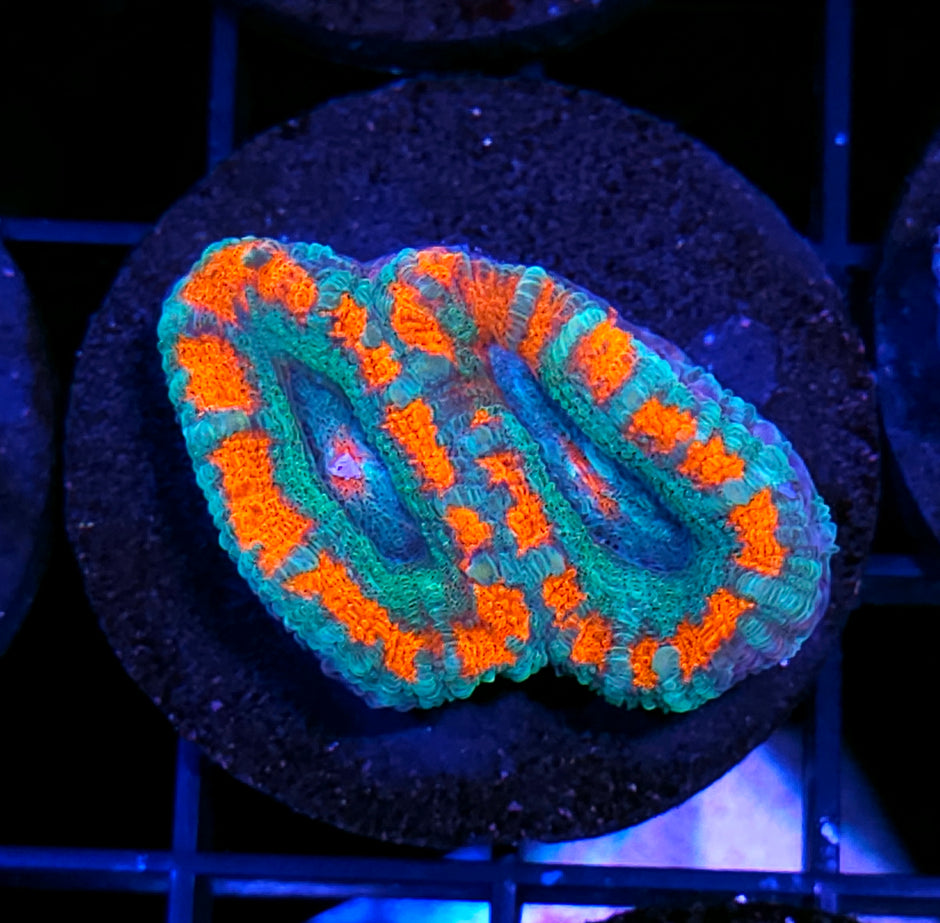 Kabuki Asian Acan