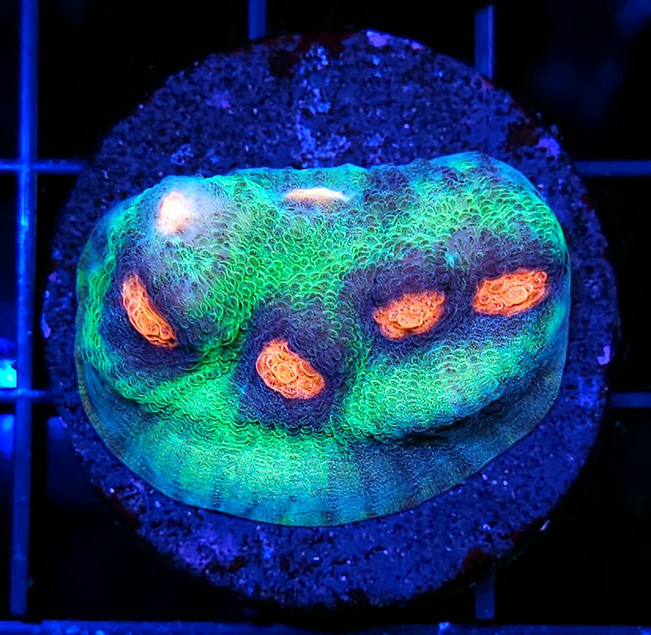Rajamelon Chalice