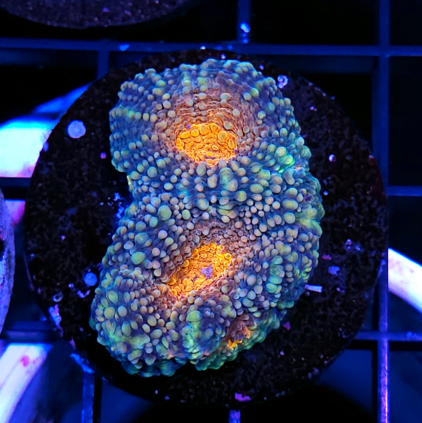 Banshee Acan Echinata