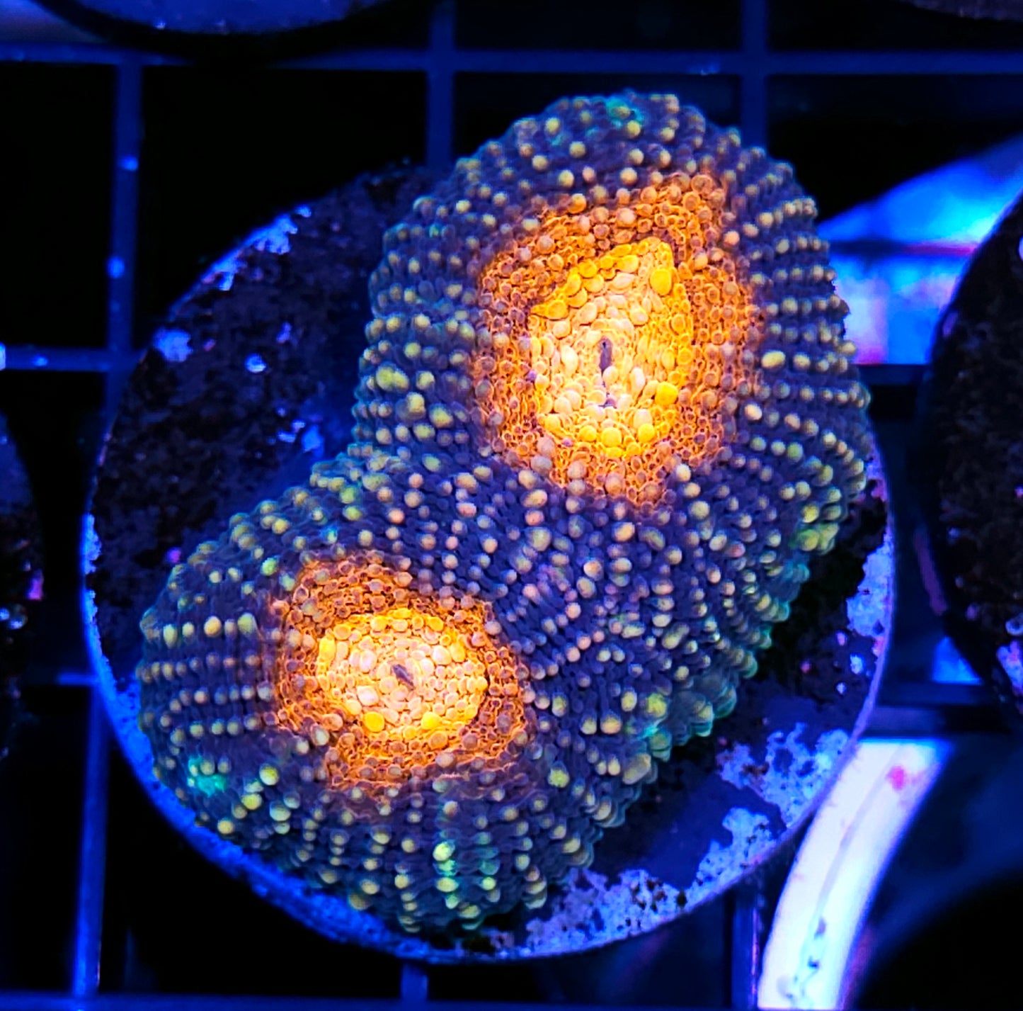 My Pet Monster Acan Echinata