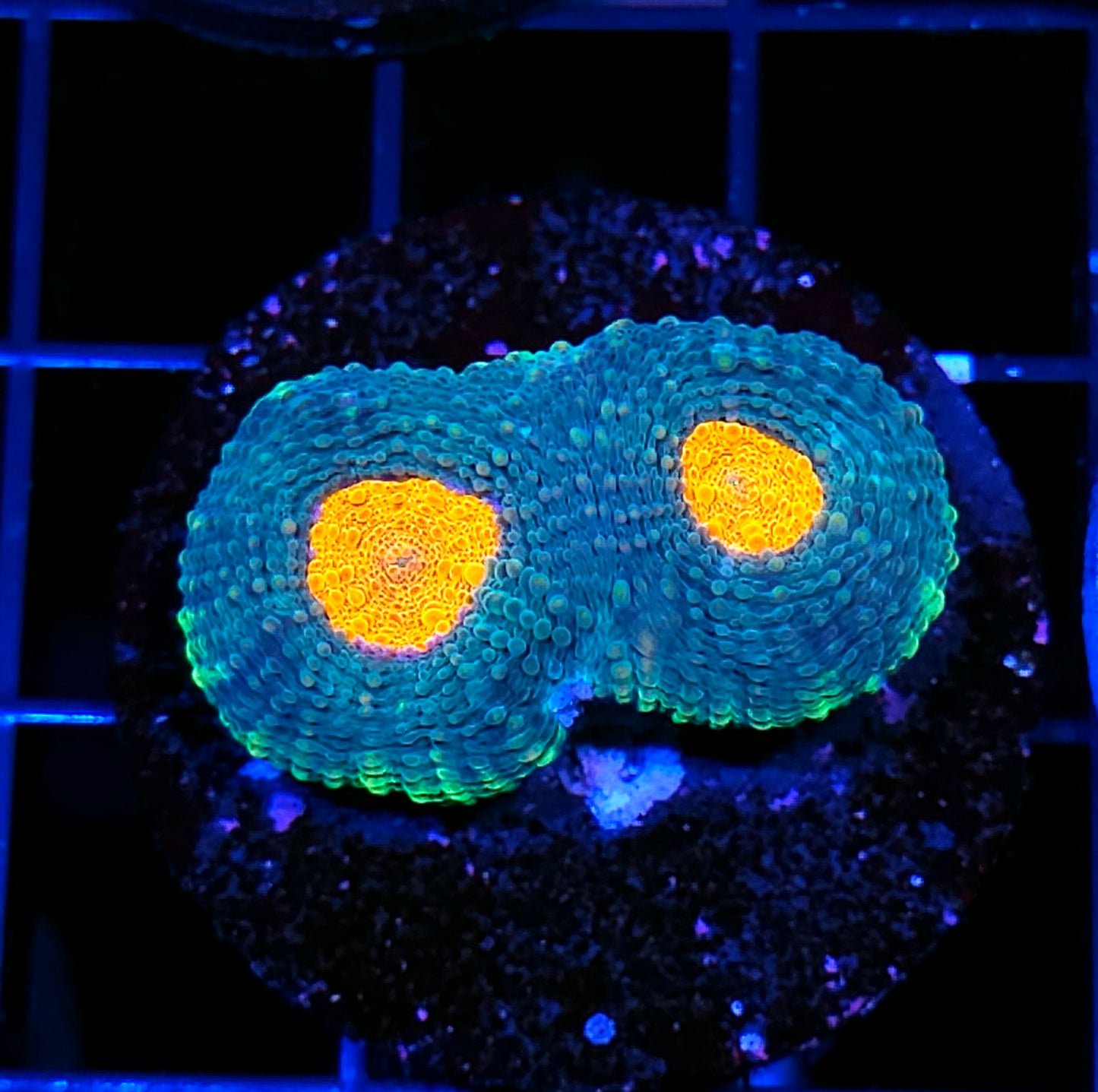 Miami Dolphins Acan Echinata