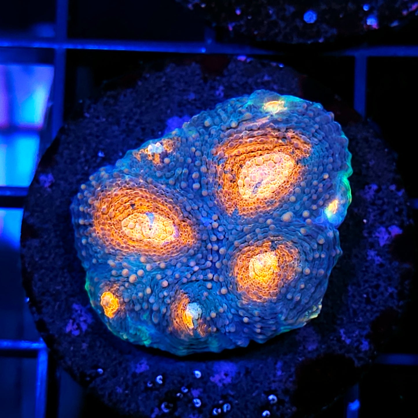 Distant Galaxy Acan Echinata