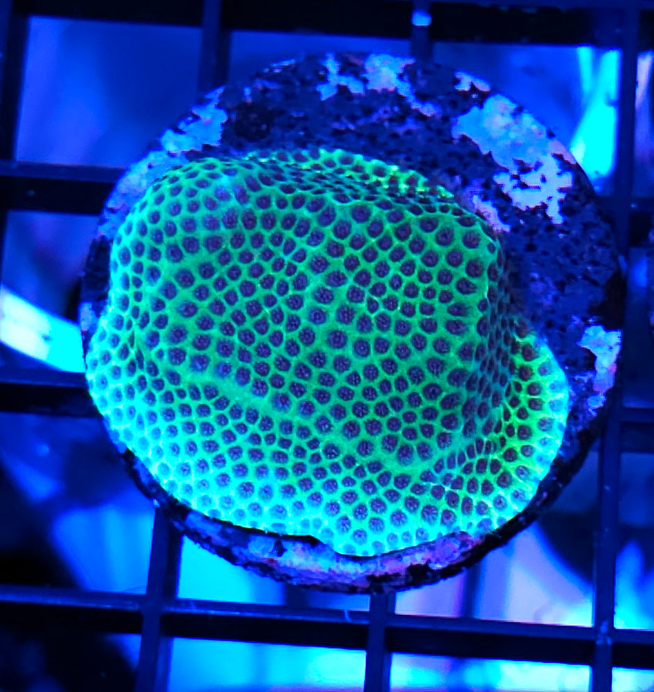 Sand Dollar Porites