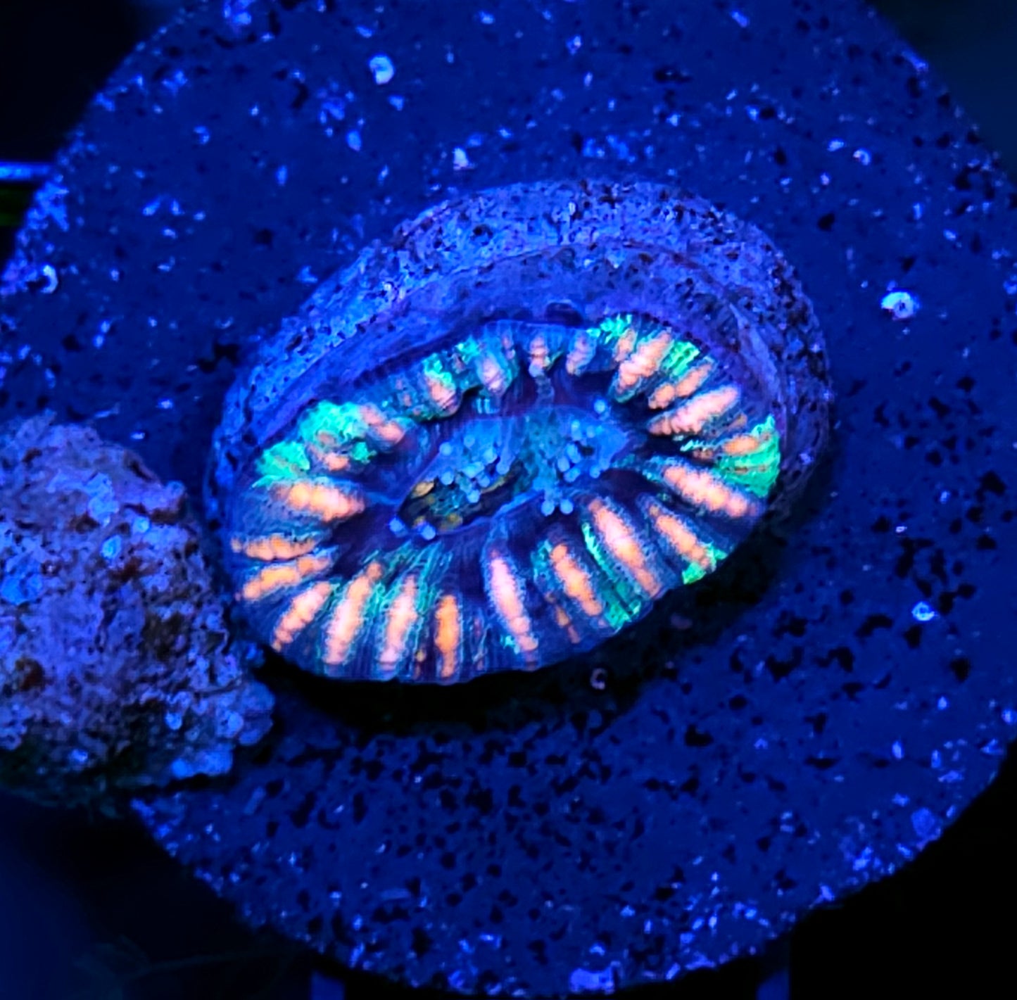 Tiger Stripe Mini Scolymia