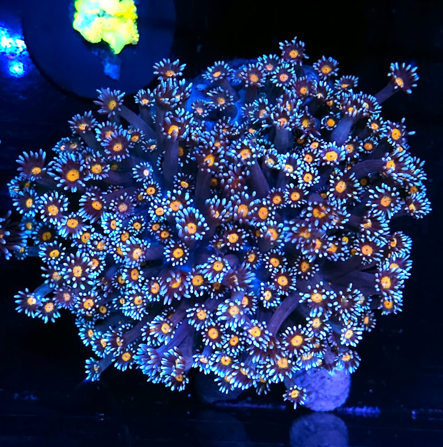 XL Walking Dead Goniopora Colony