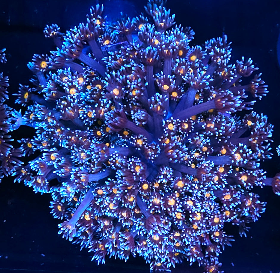 XXL Walking Dead Goniopora Colony