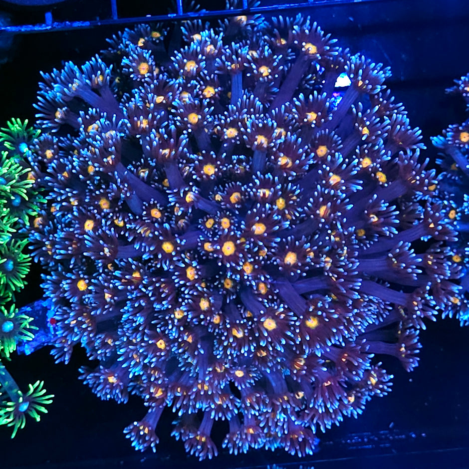 XL Walking Dead Goniopora Colony
