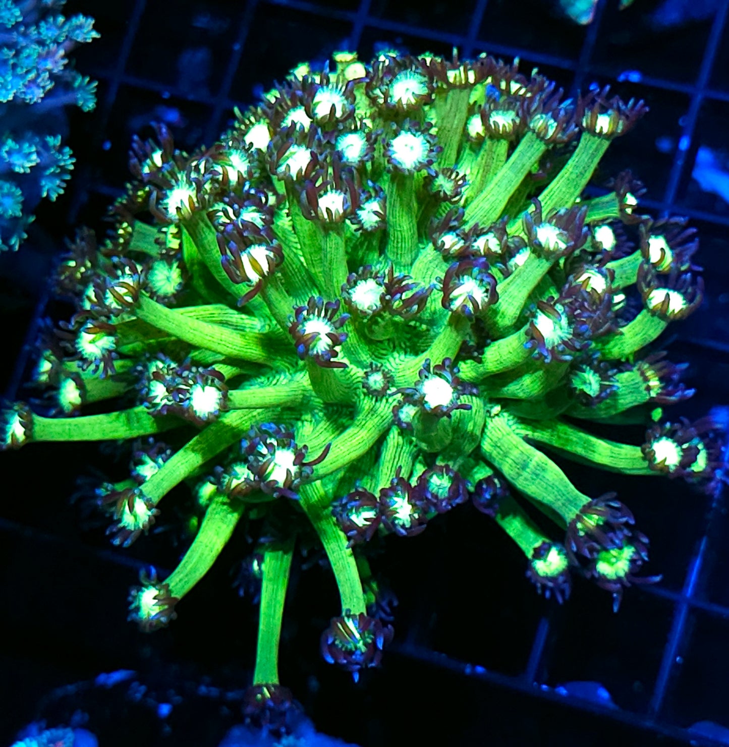 Mind Bender Goniopora Colony