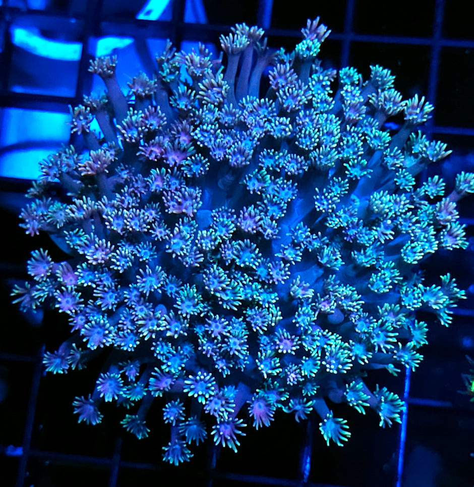 Silver Rainbow Goniopora Colony