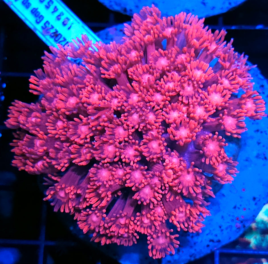 Hot Pink Goniopora Colony