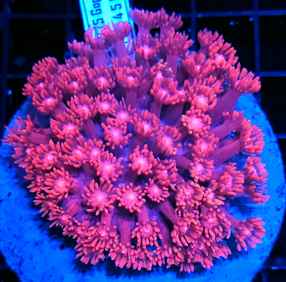 Superman Goniopora Colony