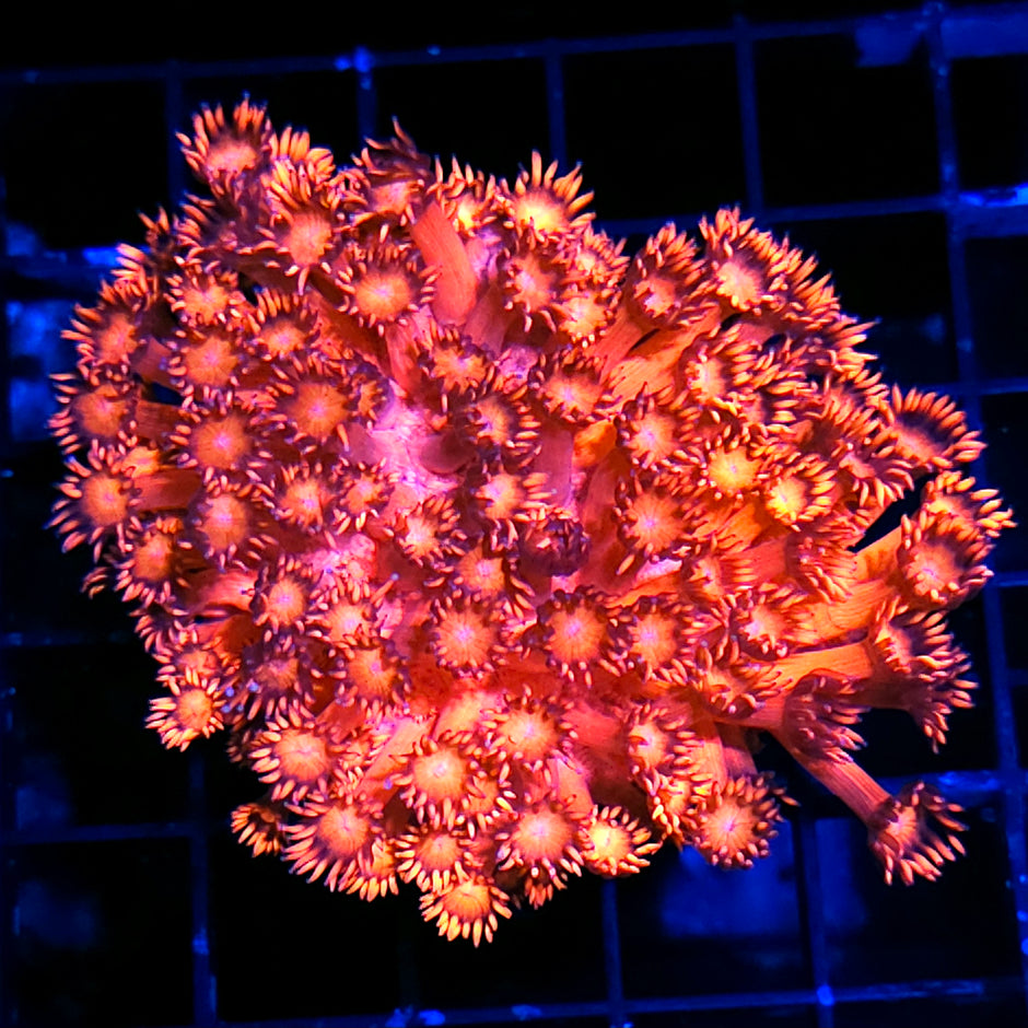 Fireball Goniopora Colony
