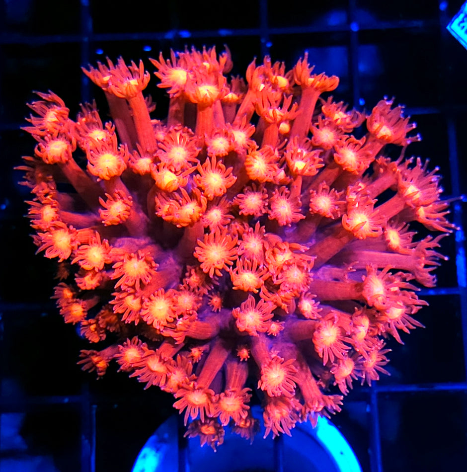 Fuschia Flames Goniopora Colony
