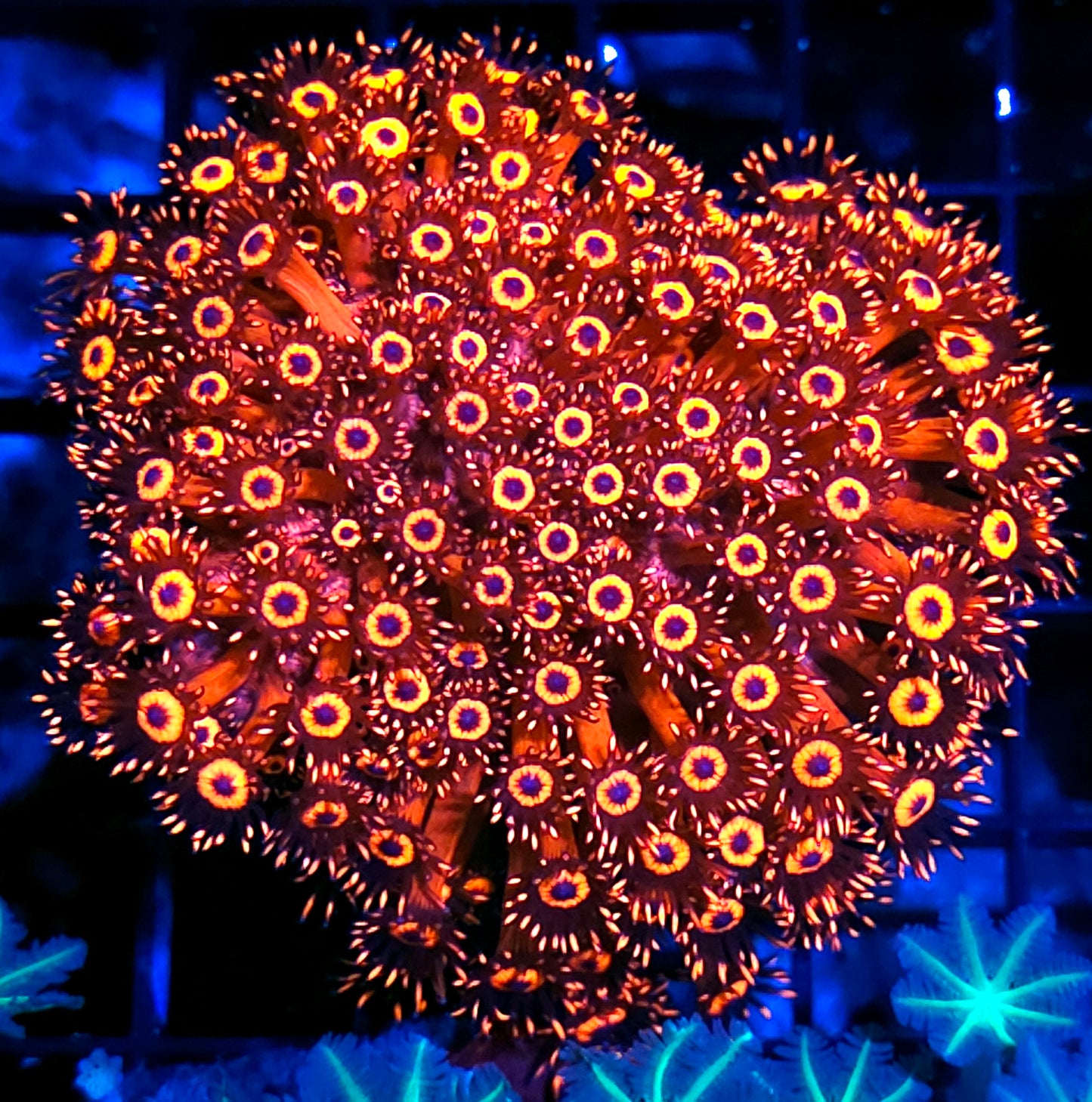 Pits of Hell Goniopora Colony