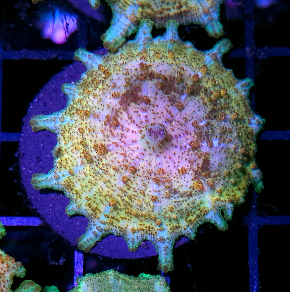Epic Neglecta Umbrella Mushroom