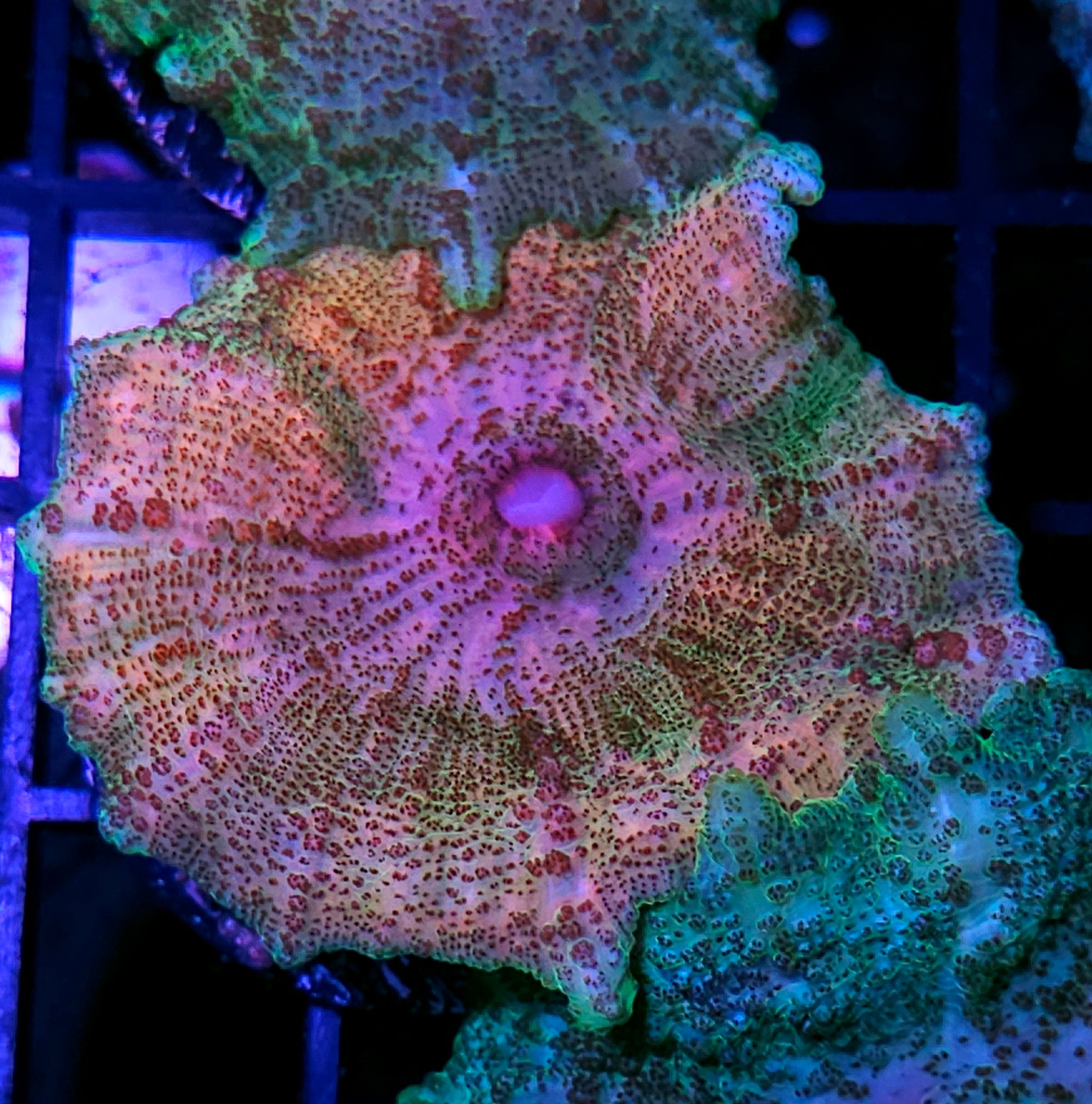 Zoa's & Soft Coral – Hellfire Frags