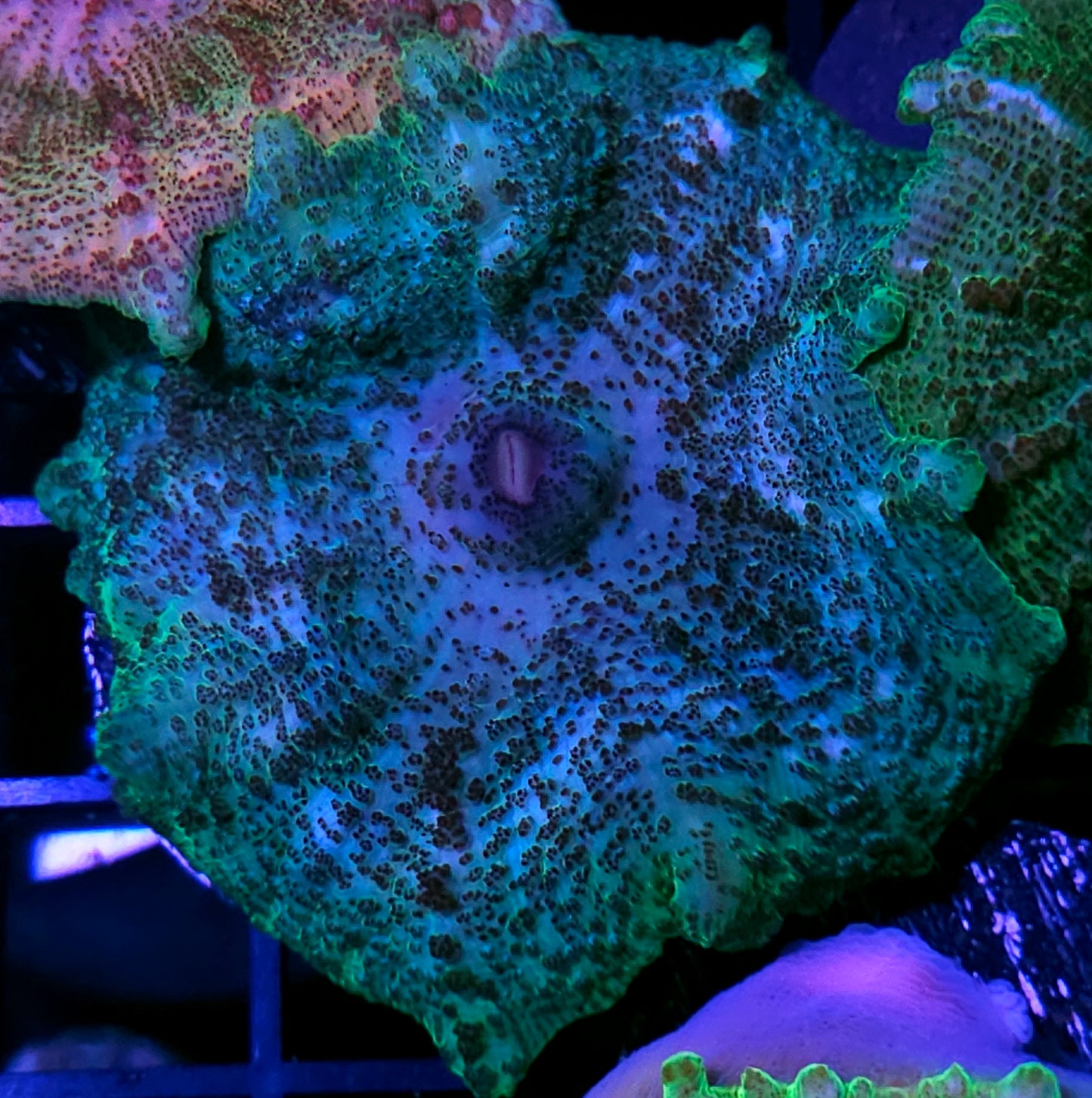 Funky Neglecta Umbrella Mushroom