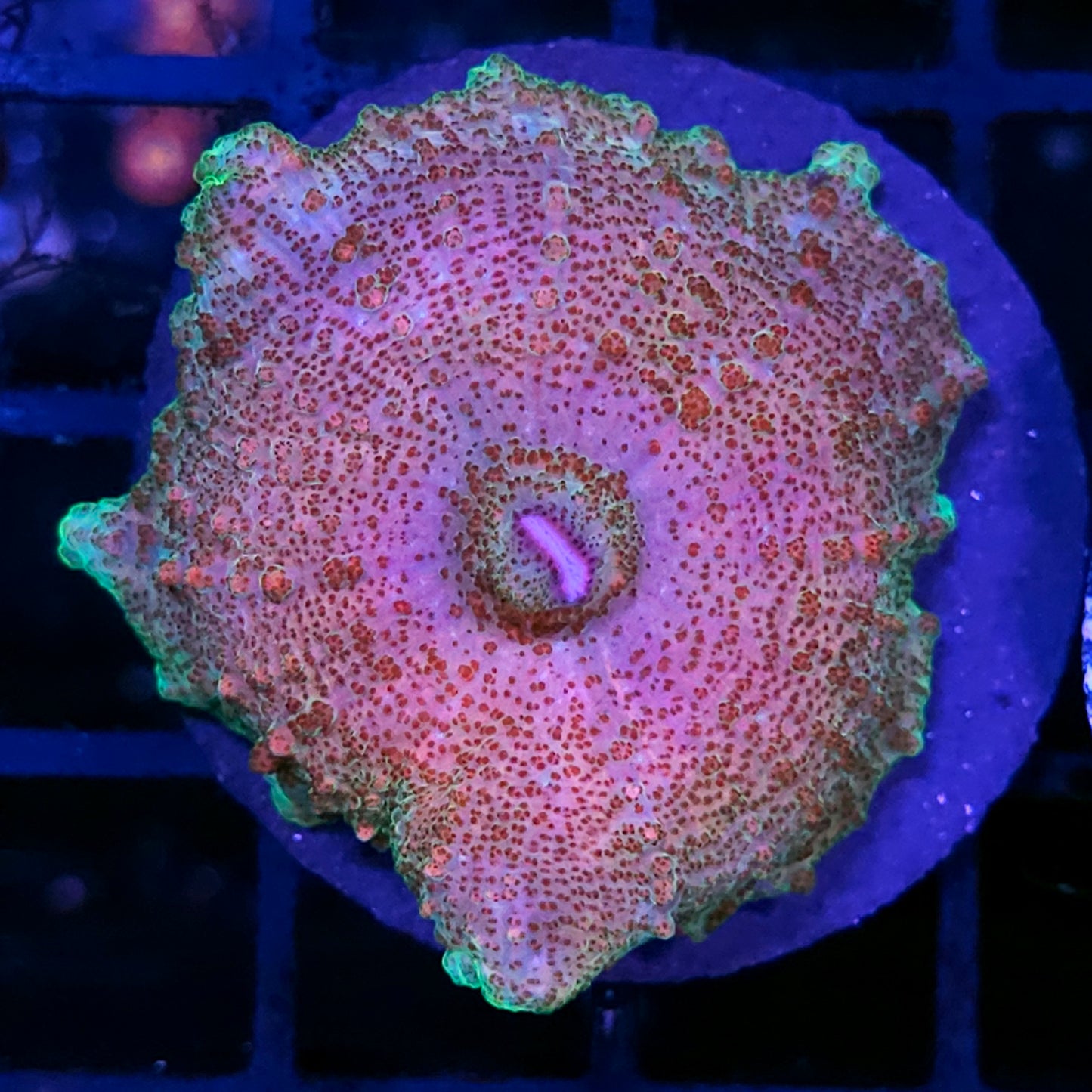 Pink Haze Neglecta Umbrella Mushroom